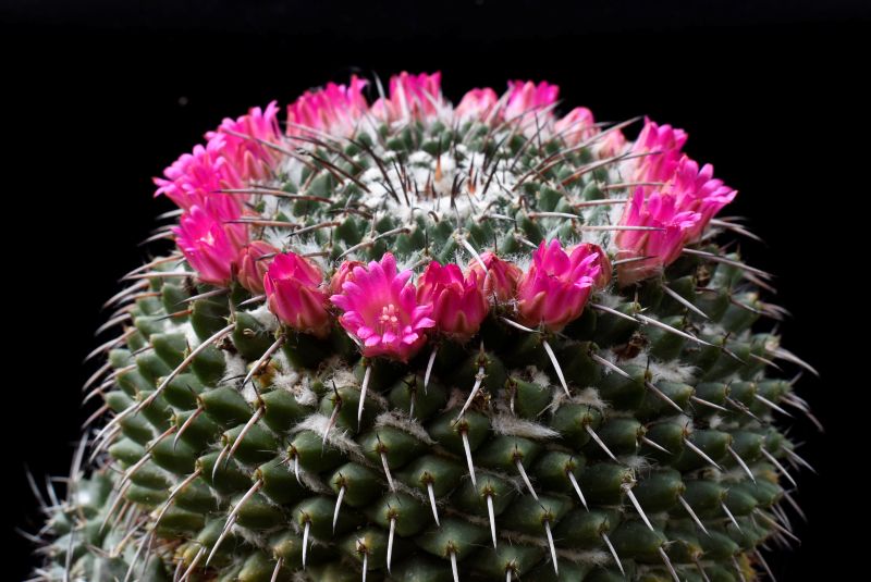 mammillaria zuccariniana