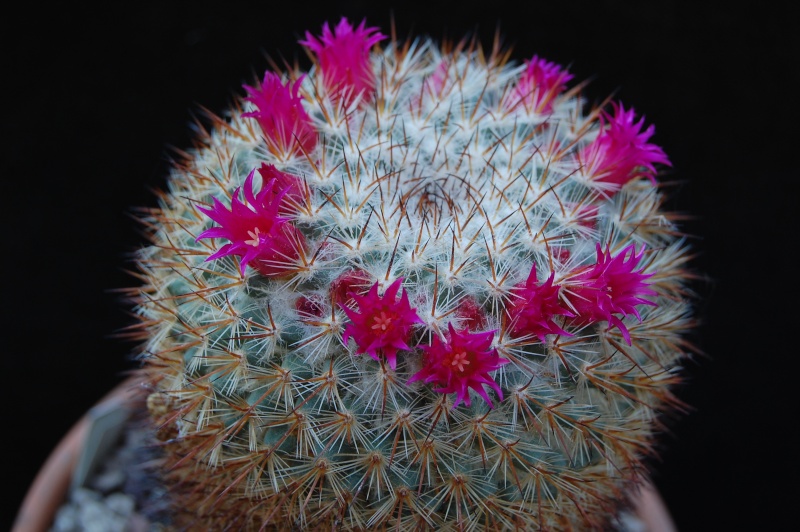 Mammillaria haageana ssp. acultzingensis 