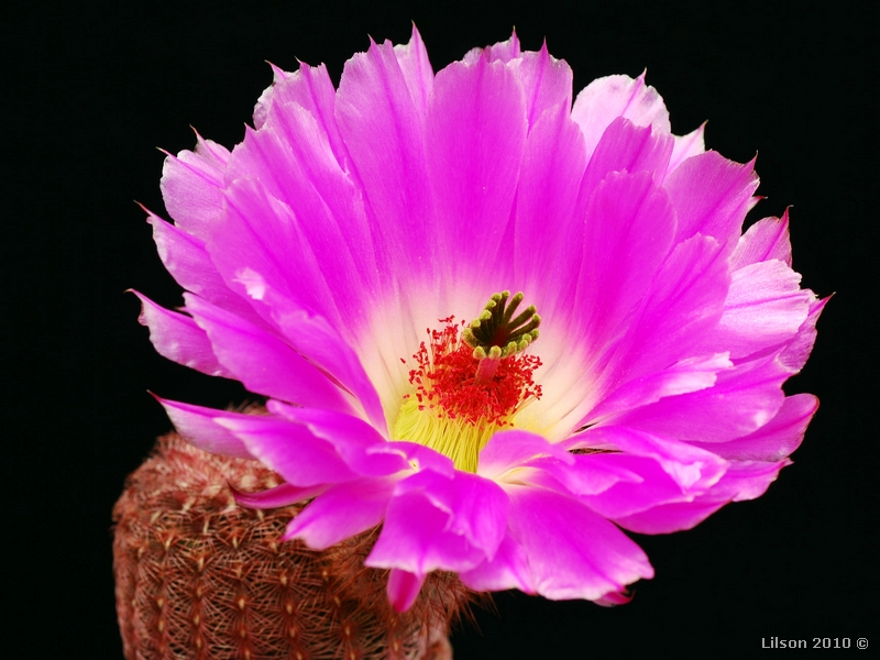 Echinocereus rigidissimus ssp. rubispinus 