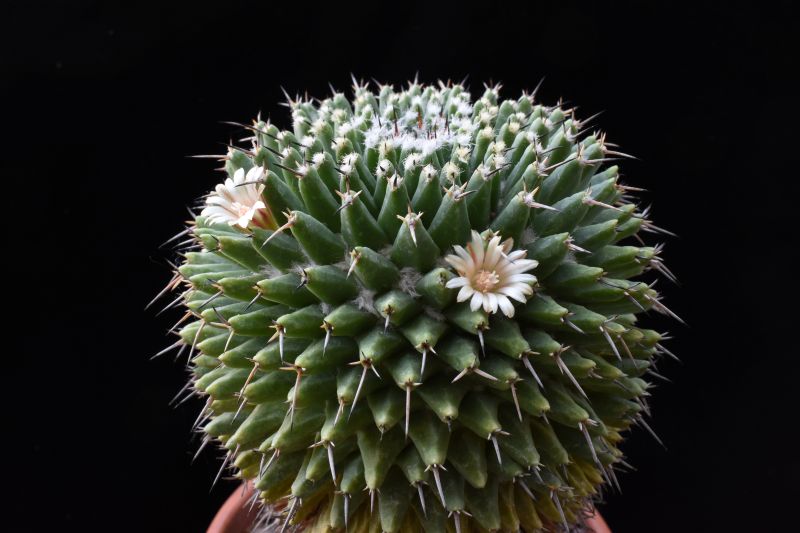 mammillaria vagaspina