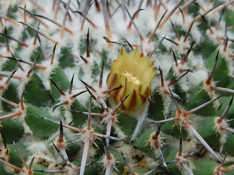 Mammillaria gigantea 