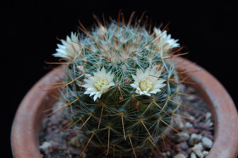 Mammillaria sp. WOLF 688