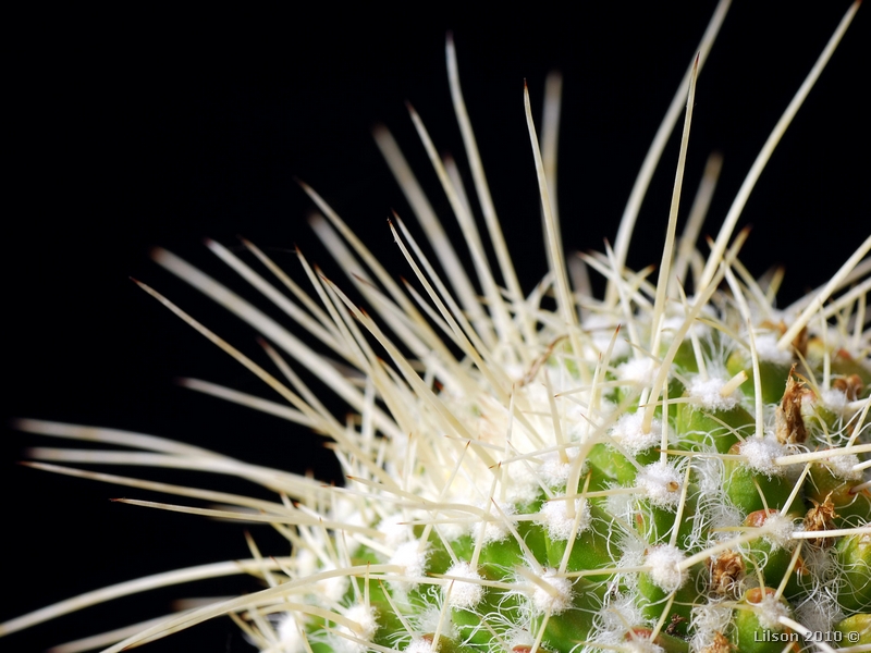 Mammillaria karwinskiana ssp. nejapensis 