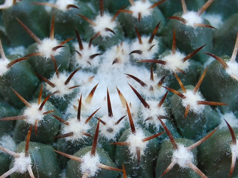 Mammillaria Karwinskiana ssp. nejapensis DAR 099a