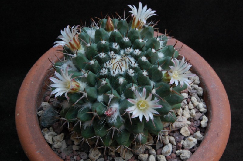 Mammillaria karwinskiana ssp. nejapensis DAR 099a