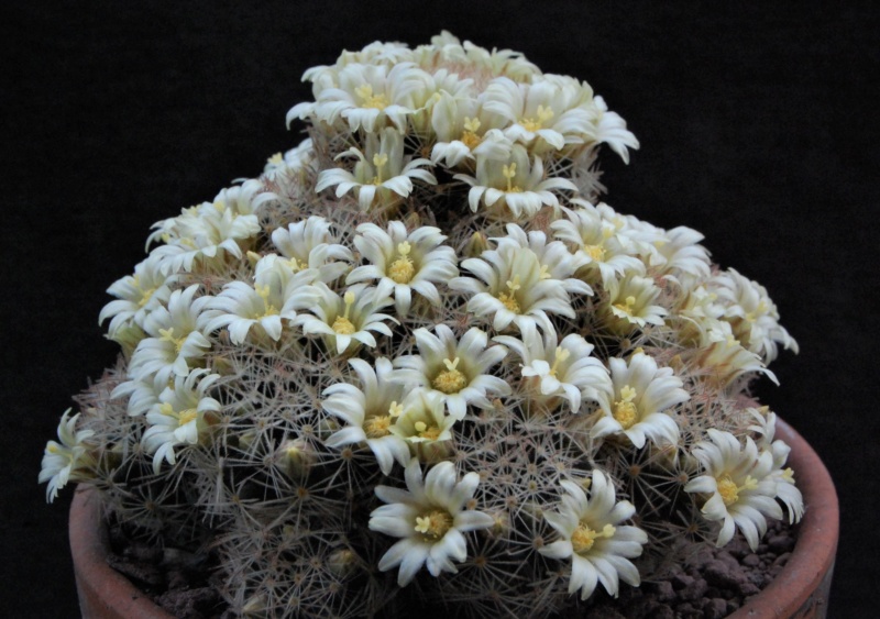 Mammillaria picta LX 482