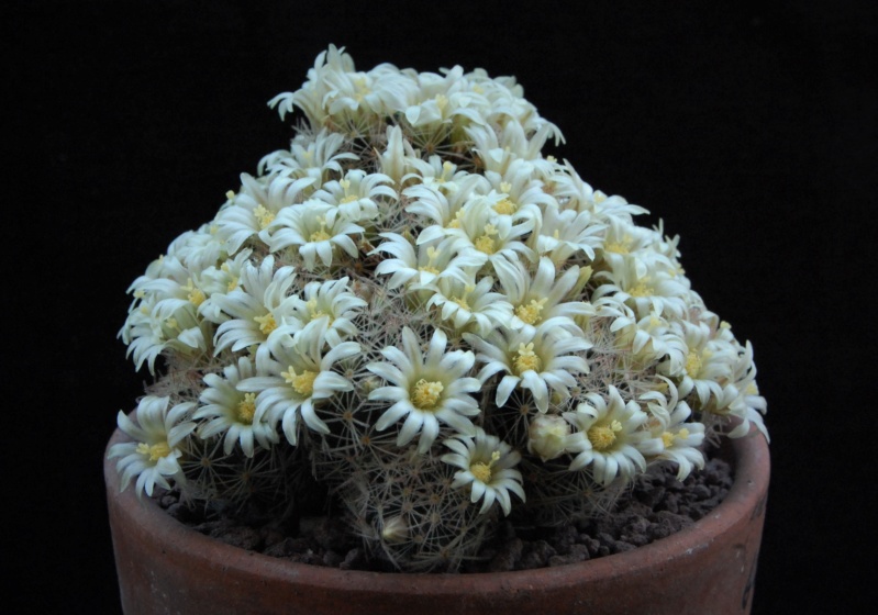 Mammillaria picta LX 482