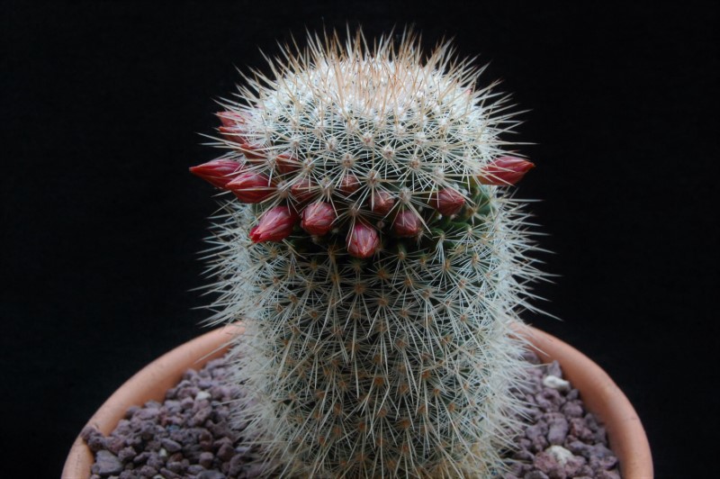 Mammillaria meyranii v. michoacana ML 646