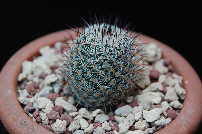 Mammillaria haageana SB 680