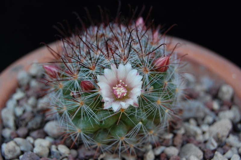 Mammillaria sp. UG 1370