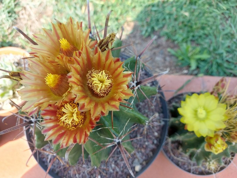 ferocactus horridus