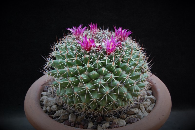 Mammillaria chaletii PN 555