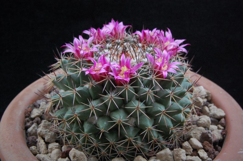 Mammillaria chaletii PN 555