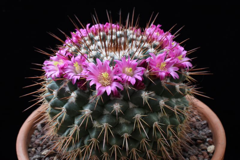 mammillaria craigii f. polanco