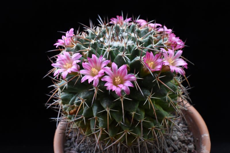 mammillaria seitziana v. tolantongensis
