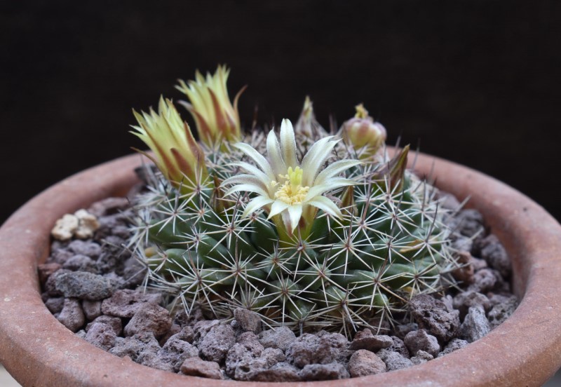 Mammillaria brandegeei ssp. glareosa 