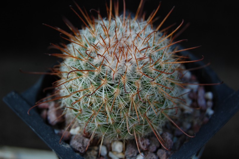 Mammillaria rekoi ML 353