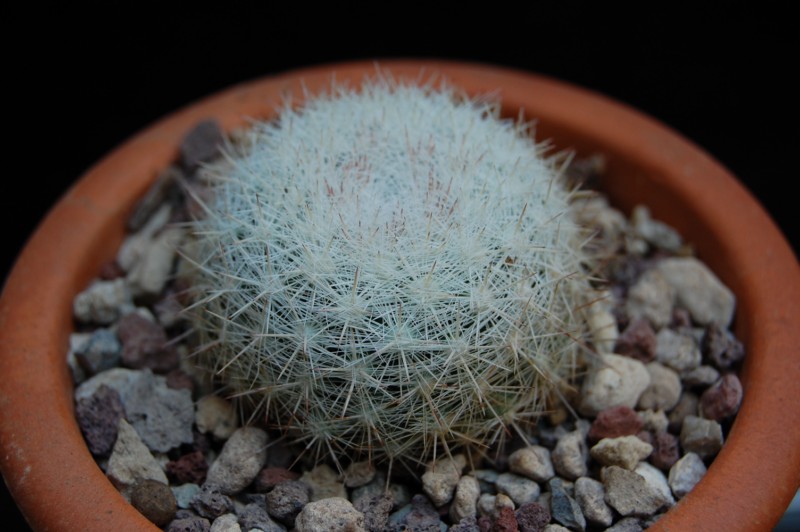 Mammillaria candida SB 280