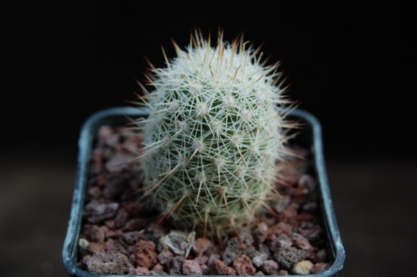 Mammillaria albicans 