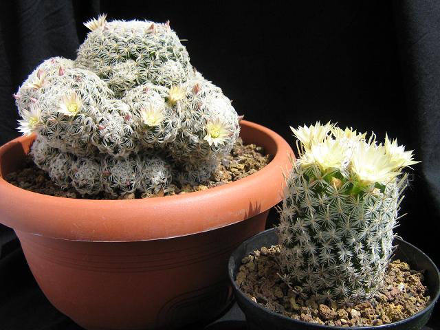 Mammillaria nana ssp. duwei 