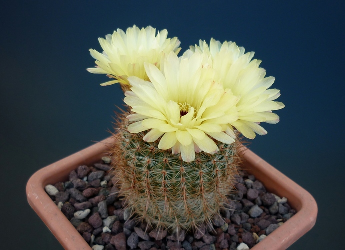 Parodia schlosseri 