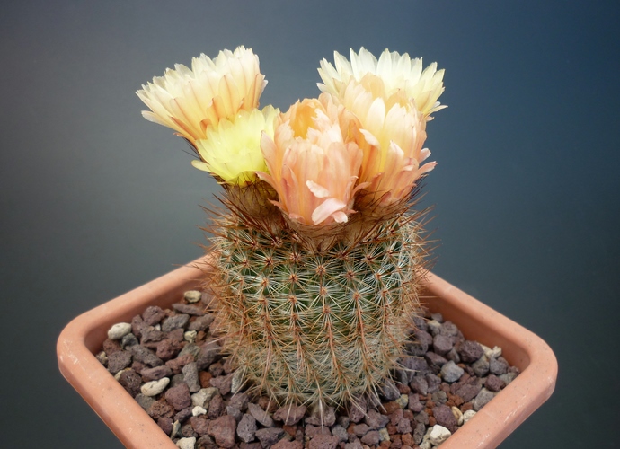 Parodia schlosseri 