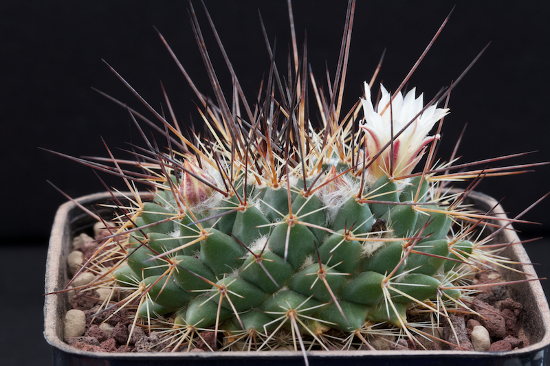 Mammillaria melanocentra ssp. linaresensis 