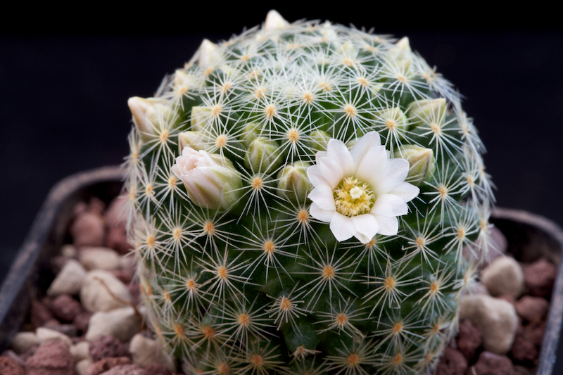 Mammillaria schiedeana ssp. giselae 