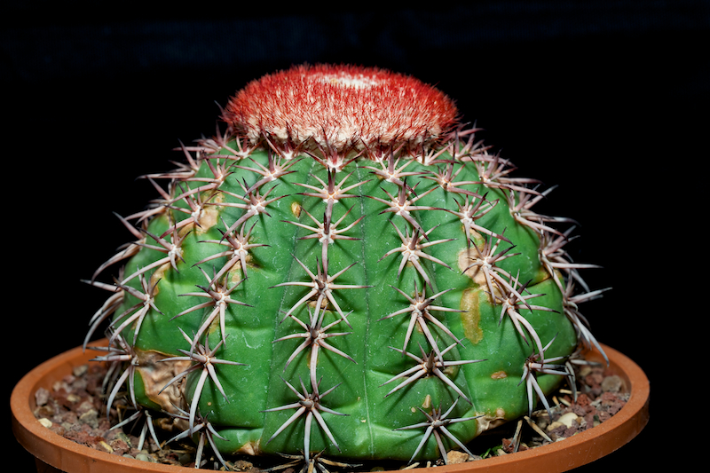 Melocactus zehntneri 