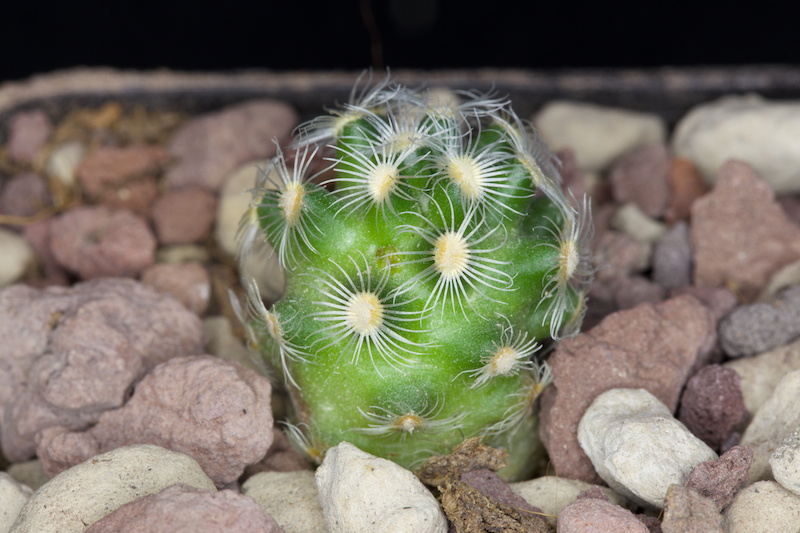 Mammillaria saboae v. haudeana 