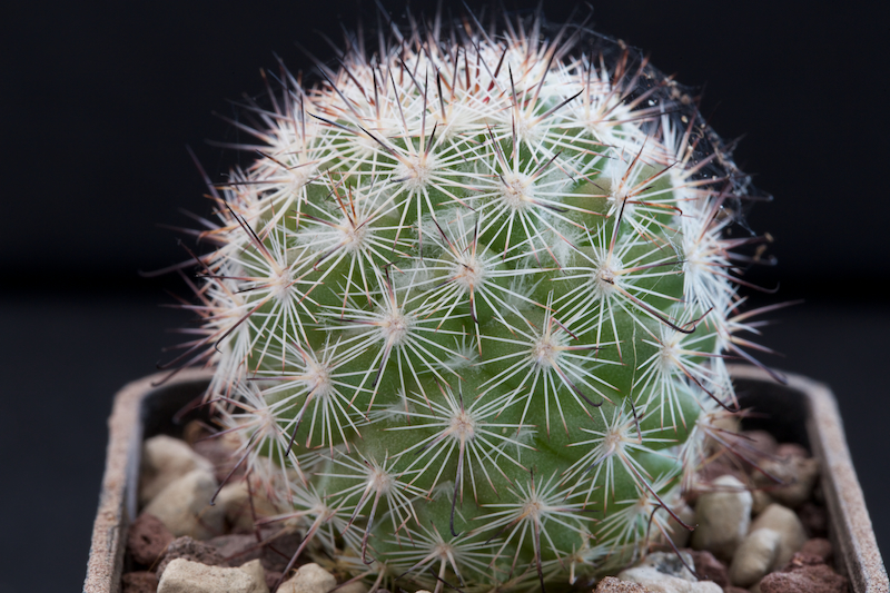 Mammillaria albicans f. slevinii SB 1251