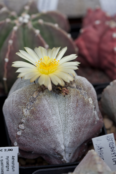 Astrophytum myriostigma f. tricostatum 