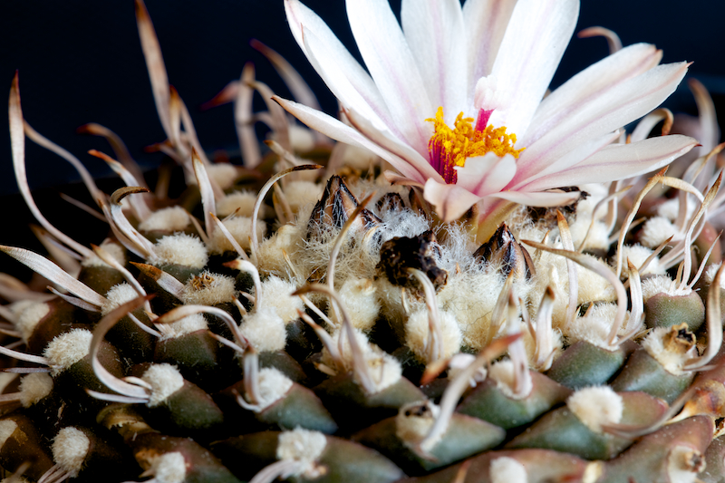 Turbinicarpus bonatzii 