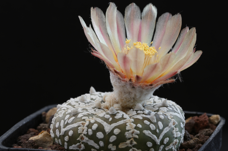 Astrophytum asterias cv. super kabuto v-type 