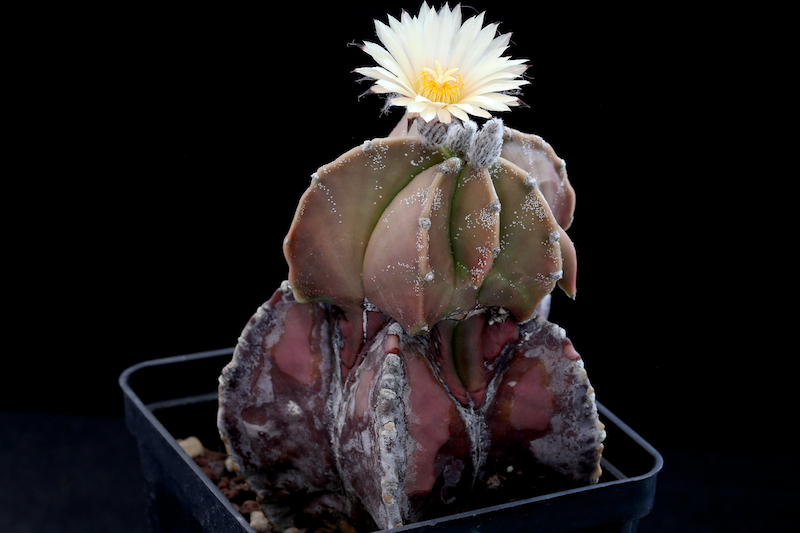 Astrophytum myriostigma v. nudum 