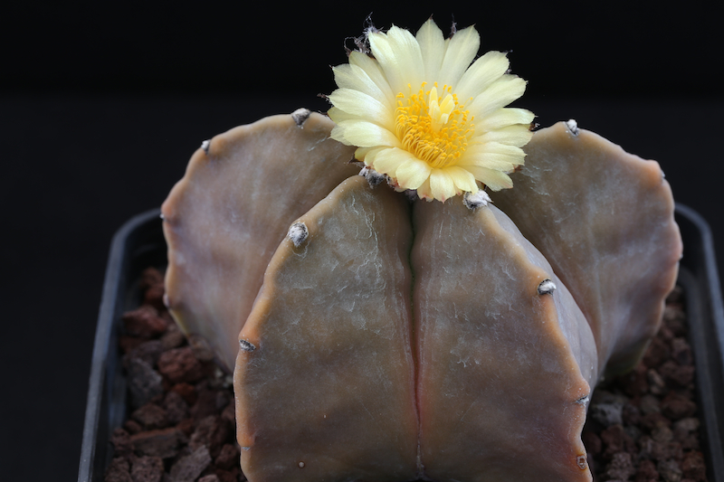 Astrophytum myriostigma v. nudum 