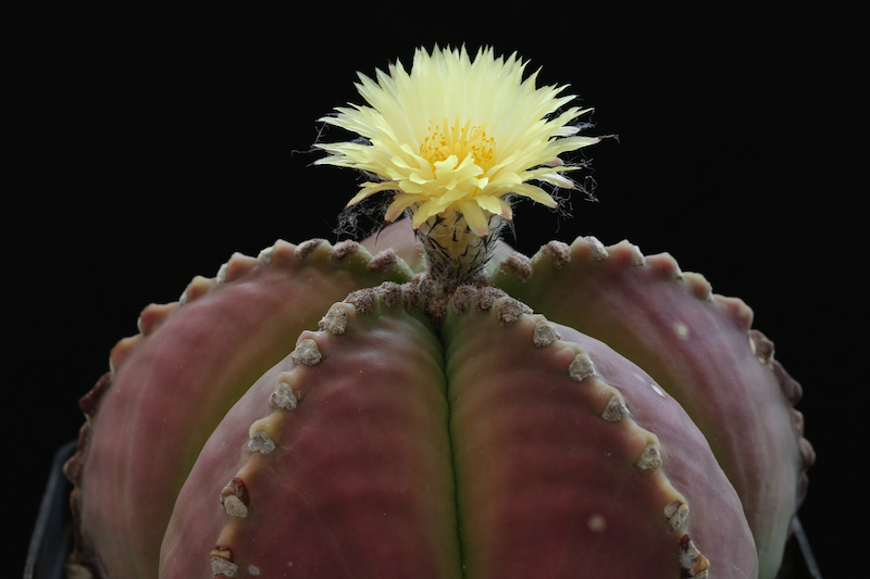 Astrophytum myriostigma v. nudum 