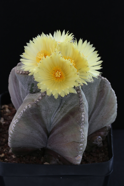 Astrophytum myriostigma 