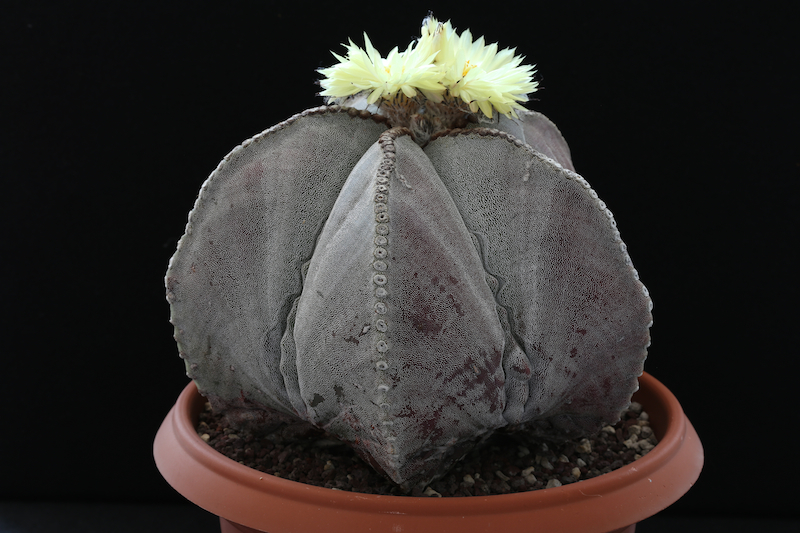 Astrophytum myriostigma 