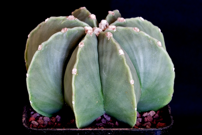 Astrophytum myriostigma v. nudum 