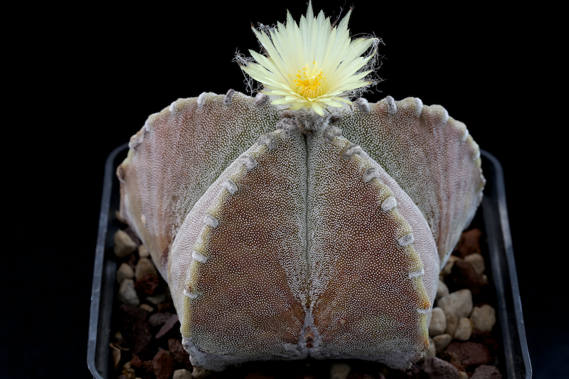 Astrophytum myriostigma v. jaumavense 