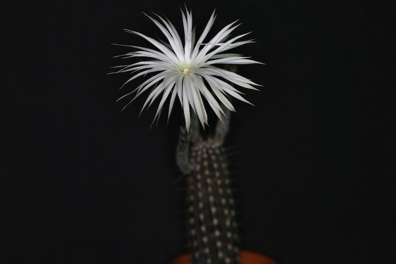 Setiechinopsis mirabilis 