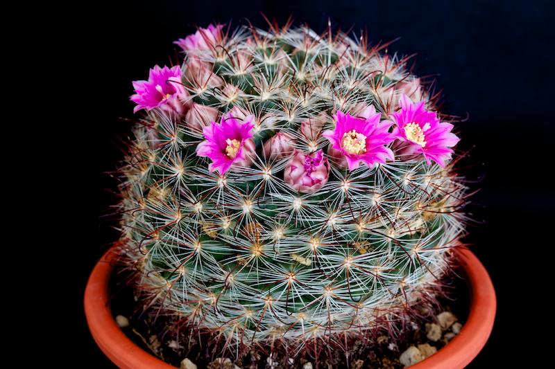 Mammillaria longiflora ssp. stampferi 