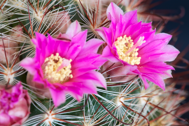 Mammillaria longiflora ssp. stampferi 