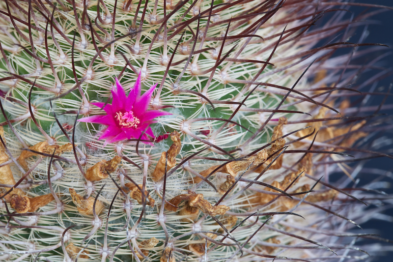 Mammillaria huitzilopochtli ssp. niduliformis LAU 1495