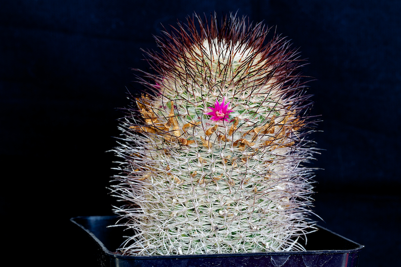 Mammillaria huitzilopochtli ssp. niduliformis LAU 1495