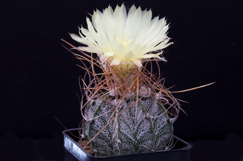 Astrophytum capricorne cv. crassispinoides 