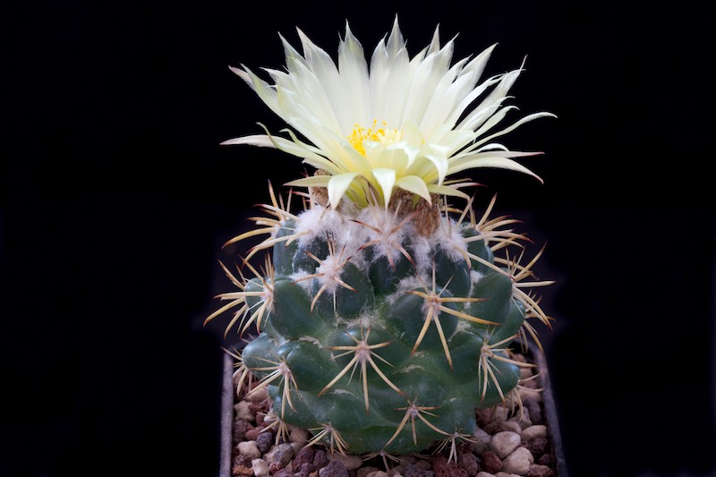 Coryphantha elephantidens ssp. bumamma 