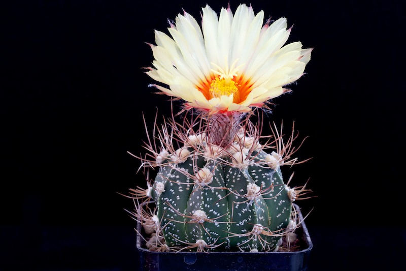 Astrophytum capricorne x asterias 