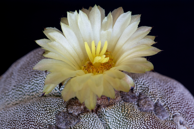 Astrophytum myriostigma f. tricostatum 